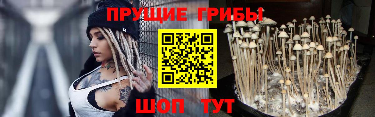 Псилоцибиновые грибы Cubensis Кириши